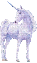 licorne - GIF animado gratis