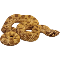 snake - безплатен png