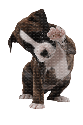 gala animals dog - δωρεάν png
