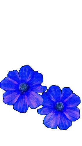 Цветок - Ilmainen animoitu GIF