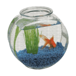 fish bowl - kostenlos png