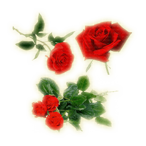 glowing roses - Free PNG