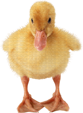 Kaz_Creations Duck - png gratis