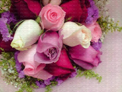 Flowers purple rose bp - darmowe png