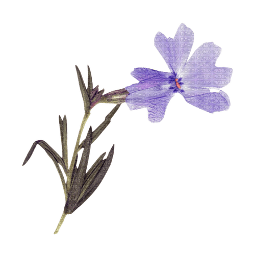 dried purple flower - nemokama png
