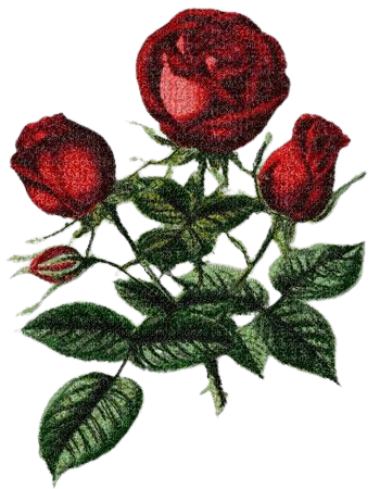 kikkapink red vintage roses rose spring flowers - безплатен png