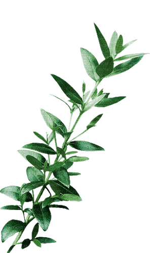 Planta color verde - png gratis