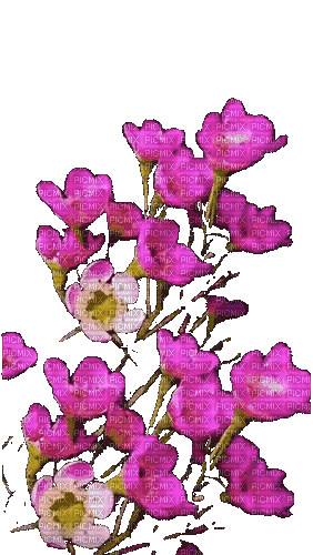 gif fleurs roses - Gratis animeret GIF