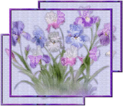 MMarcia gif flores fundo - Безплатен анимиран GIF