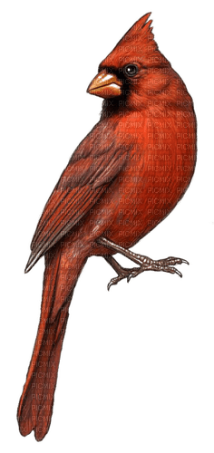 Pájaro carpintero rojo - PNG gratuit