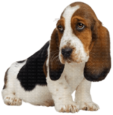 Kaz_Creations Animals Dog Pup - ücretsiz png