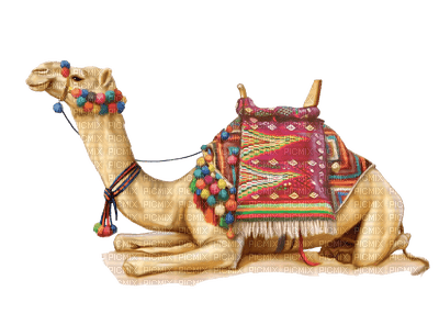 camel bp - безплатен png