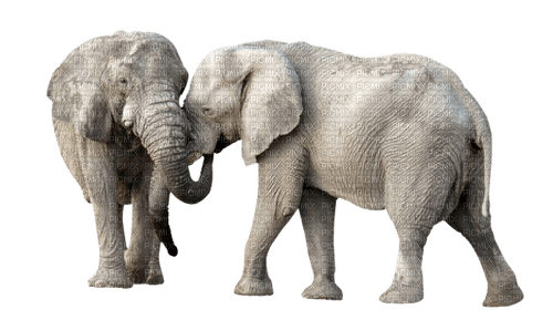elephants - ücretsiz png