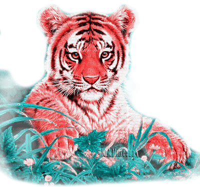 Y.A.M._Animals tiger - PNG gratuit