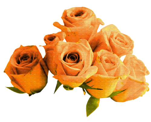 Roses.Orange - zadarmo png