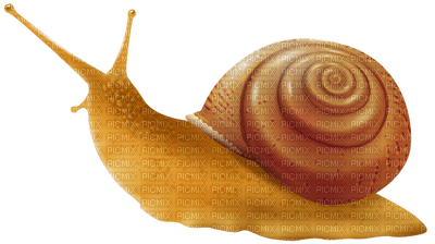 snail - png ฟรี