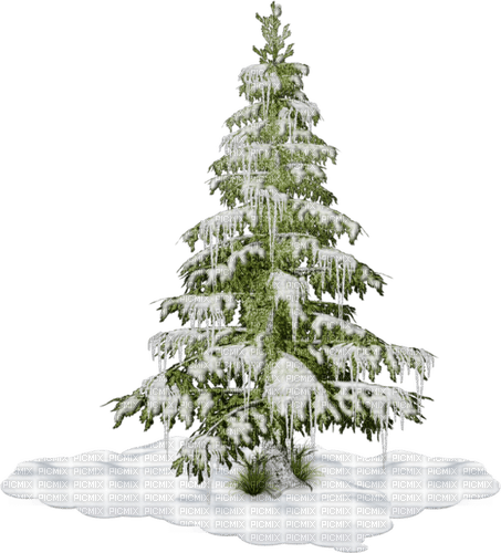 fir winter - бесплатно png