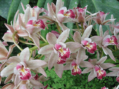 orchidée - Animovaný GIF zadarmo
