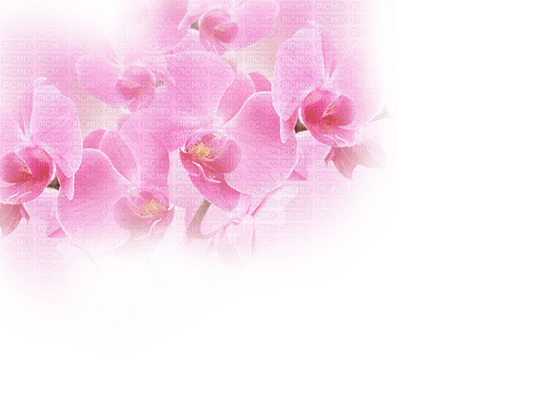set-rosa-blomma - png gratis