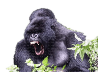 gorille - nemokama png