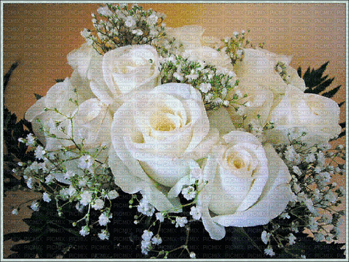 MMarcia gif rosa branca rose white fond - Besplatni animirani GIF