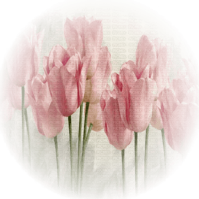 tulips - безплатен png