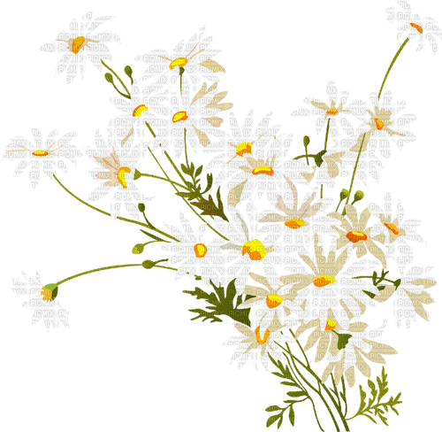 daisies Bb2 - δωρεάν png