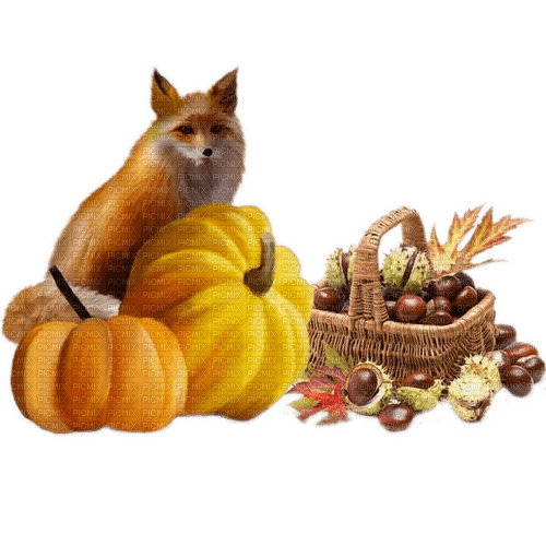 Herbst, Fuchs, Kürbisse, Autumn - bezmaksas png