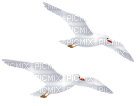 seagulls - ingyenes png
