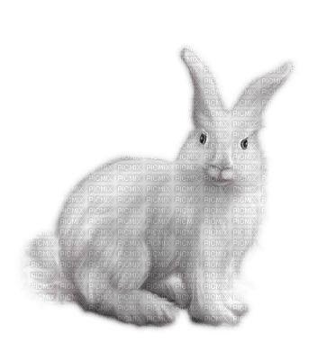 Kaz_Creations Animals Rabbit Hare - zadarmo png