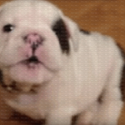 Cachorro Bulldog - GIF animate gratis