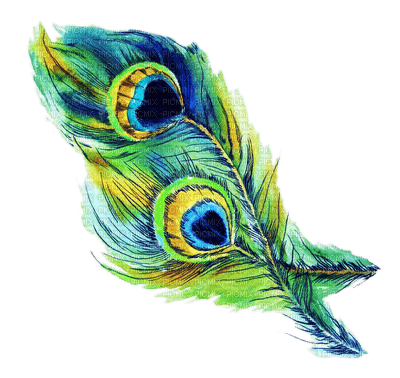 PEACOCK FEATHER plumes paon - bezmaksas png