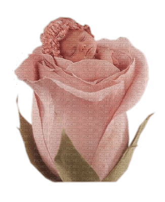 Kaz_Creations Baby Enfant Child Girl  In Flower - png grátis