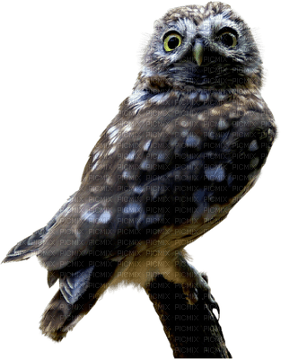 owl katrin - nemokama png