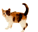 animaux chat - Бесплатный анимированный гифка