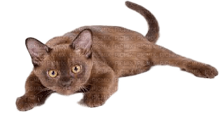 Brown Burmese Cat - Free PNG
