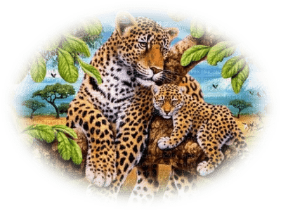 léopard - darmowe png