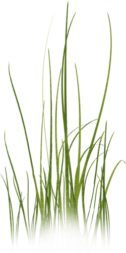 dolceluna summer spring grass deco - PNG gratuit