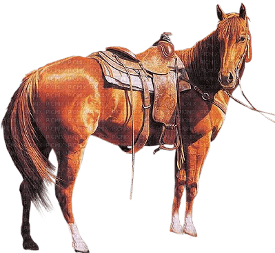 Cheval - Free PNG