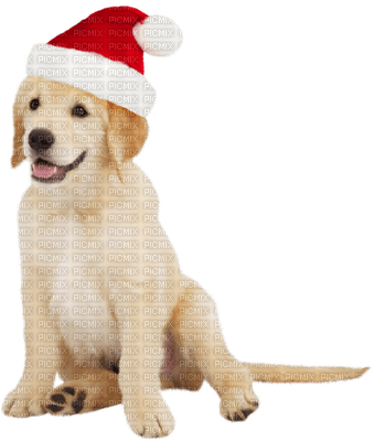 Kaz_Creations Dog-Pup-Noel - gratis png