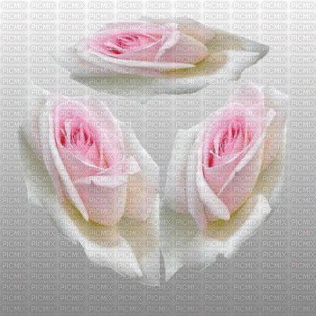 trandafir - Nemokamas animacinis gif
