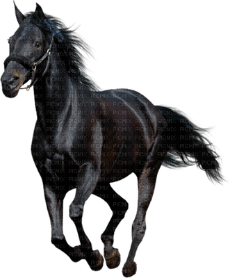 aze cheval noir black - Free PNG