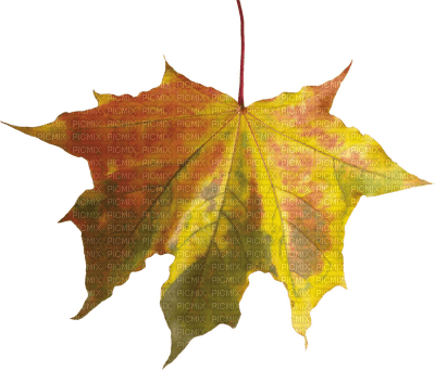 autumn_ leaves_automne_ feuille_BlueDREAM70 - фрее пнг