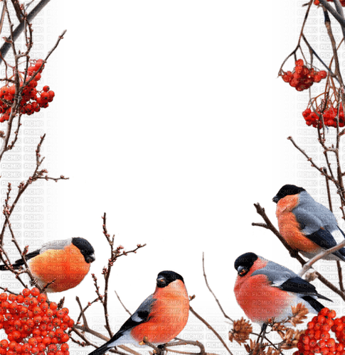 loly33 frame hiver oiseaux - 無料png