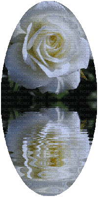 trandafir 16 - GIF animé gratuit