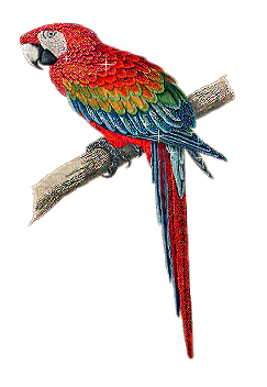 parrot-NitsaPap - Ilmainen animoitu GIF