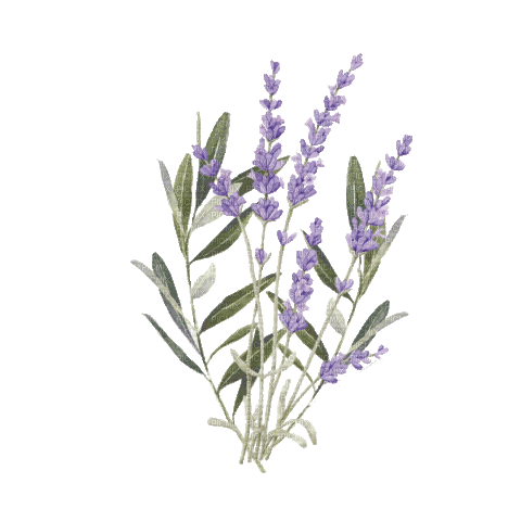 Lavande.Lavender.gif.Victoriabea - 無料のアニメーション GIF