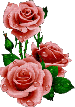 розы - Bezmaksas animēts GIF