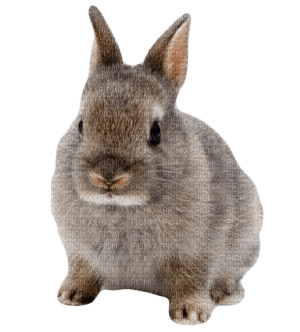 Rabbit, Rabbits, Bunny, Bunnies, Animal, Animals,  Easter - Jitter.Bug.Girl - Free PNG