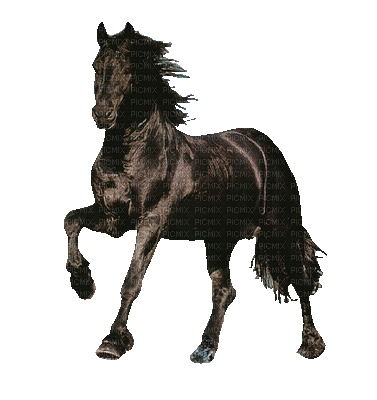 Cheval. - Free animated GIF